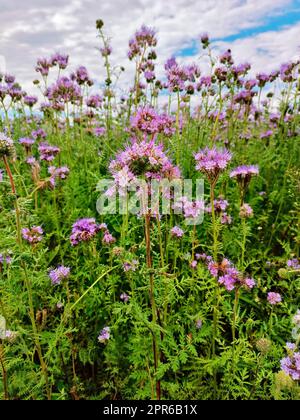 Phakelienblüten blühen. Blühende Landwirtschaft Sommerfeld. Natur, ländliche, sonnige Landschaft, Europa. Honigproduktion Stockfoto