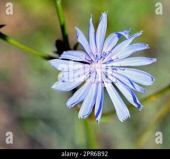 Blaue Zichorienblüte (lateinisch. Cichorium) in einem Sommerfeld Stockfoto