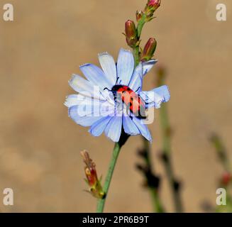 Blaue Zichorienblüte (lateinisch. Cichorium) in einem Sommerfeld Stockfoto