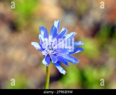 Blaue Zichorienblüte (lateinisch. Cichorium) Stockfoto