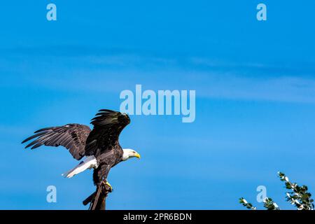 Der junge Weißkopfseeadler (Haliaeetus leucocephalus) ist auch als Weißkopfadler, Seeadler oder amerikanischer Adler bekannt Stockfoto