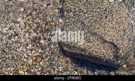 Flaches Meer mit einer Herde Frittieren in klarem Wasser mit mehrfarbigen Kieseln am Boden. Stockfoto