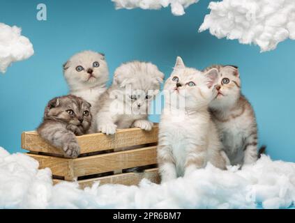 Fünf kleine gestreifte Kätzchen in verschiedenen Farben sitzen auf blauem Hintergrund zwischen weißen Wolken. Stockfoto