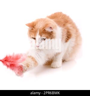Hauskatze, die auf weißem Hintergrund sitzt, fängt mit ihrer Pfote ein Spielzeugpaket Federn. Stockfoto