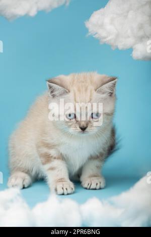 Ein verängstigtes schottisches Kätzchen mit blauen Augen auf blauem Hintergrund. Stockfoto