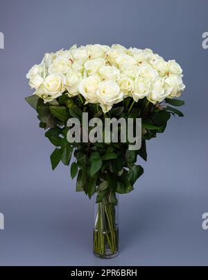 Großer Strauß weißer Rosen steht in einer transparenten Glasvase auf grauem Hintergrund. Stockfoto