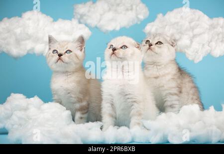 Schottische Kätzchen erheben ihren Kopf und blicken mit weißen, flauschigen Wolken zum Himmel. Stockfoto