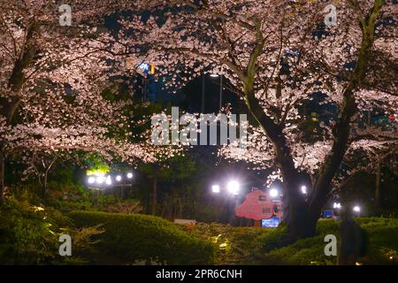 Mohri Garden of Going to See Cherry Bllossoms at night (Roppongi) Stockfoto