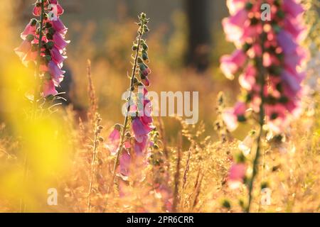 Purple Foxglove - Digitalis purea bei Sonnenaufgang Stockfoto