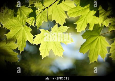 Frühlings-Ahorn-Blätter Stockfoto