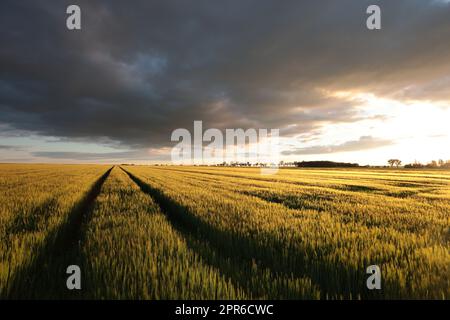 Spring sunrise over the field of wheat Stockfoto