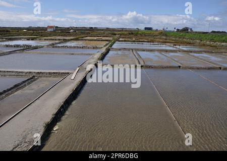 Salzwiesen von Aveiro in Portugal Stockfoto