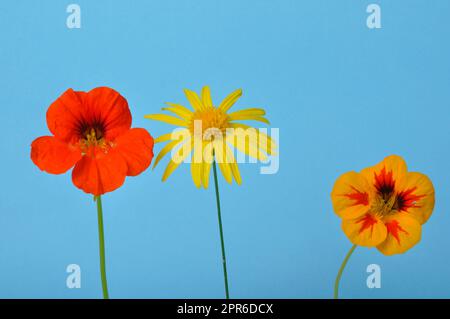 savannah Gänseblümchen und Nasturtien auf blauem Hintergrund Stockfoto