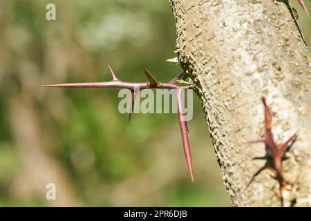 Nahaufnahme von Heuschreckendornen, Gleditsia triacanthos, in einem Park in Magdeburg in Deutschland Stockfoto