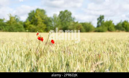 Blühender Mohn auf einem Feld mit malzender Gerste im Frühsommer Stockfoto