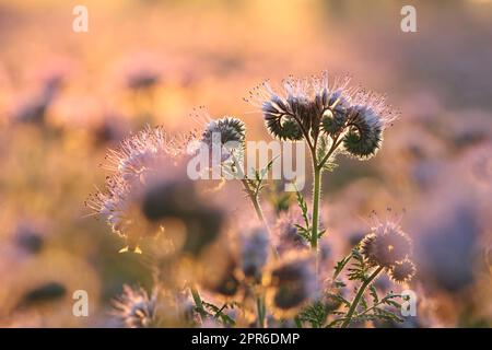 Lacy Phacelia Stockfoto