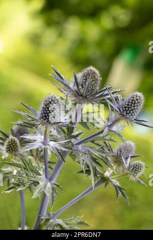 Blühende Eryngium-Blumen in einem Garten Stockfoto