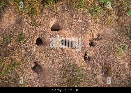 Viele kleine Mäuselöcher im Boden, Tierhabitat im Grasland, Nagetierhöhle Stockfoto