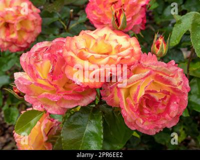 Schöne Rosen in einem Garten, Vielfalt Sheiras Parfüm Stockfoto