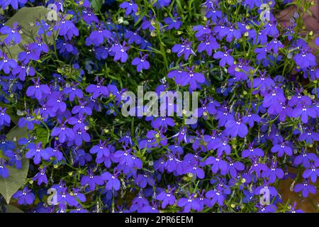 Lobelia erinus-Blumen im Garten Stockfoto