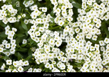 Lobularia maritima-Blumen im Garten Stockfoto