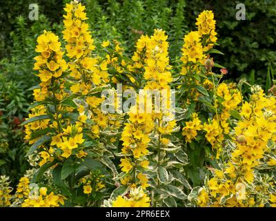 Gelbe Loosestrife Lysimachia punctata Alexander blüht in einem Garten Stockfoto