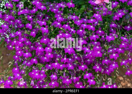 Lobelienblüten (Lobelia erinus) im Garten Stockfoto