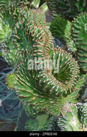 Nahaufnahme der Coral Cactus-Pflanze Stockfoto