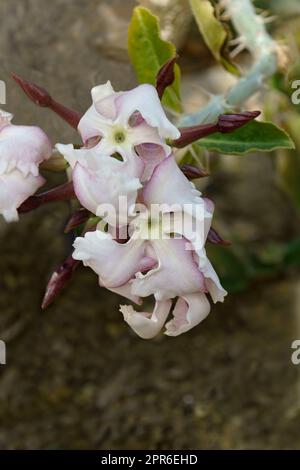 Nahaufnahme der Kudu-Lilienblume Stockfoto