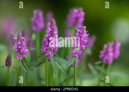 Stachys-monnieri-Blumen in einem Garten Stockfoto