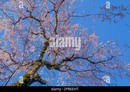 Chofu Jindaiji von Sakura und Stadt Stockfoto