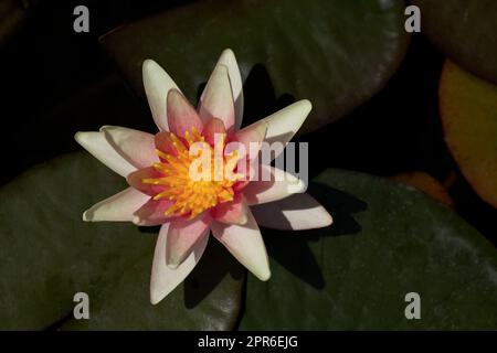 Nymphaea-Blume in einem Teich Stockfoto