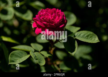 Einzelne rote Rose (Rosa) in einem Garten Stockfoto