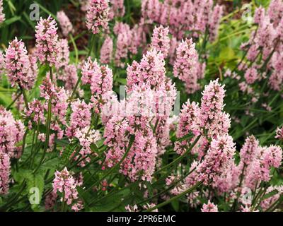 Betony Rosea, Stachys officinalis, blühend in einem Garten Stockfoto