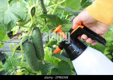 Frau, die mit dem Sprüher im Gewächshaus arbeitet. Gärtner im Atemschutzgerät, der sich um Gurkenpflanzen kümmert Stockfoto