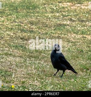 Coloeus monedula, auch bekannt als eurasische, europäische oder westliche Jackdaw - Dover, Kent, Vereinigtes Königreich Stockfoto