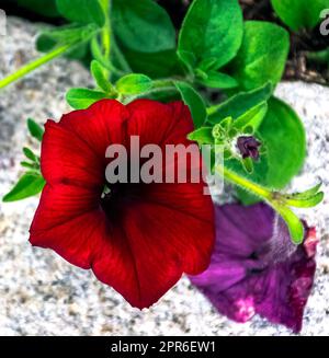 Petunia aus schwarzer Kirsche, auch Supertunia genannt - Dinard, Frankreich Stockfoto