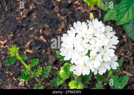 Weiße Verbena Vera im französischen Park Stockfoto