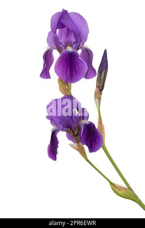 Iris Blume isoliert auf weißem Hintergrund Stockfoto