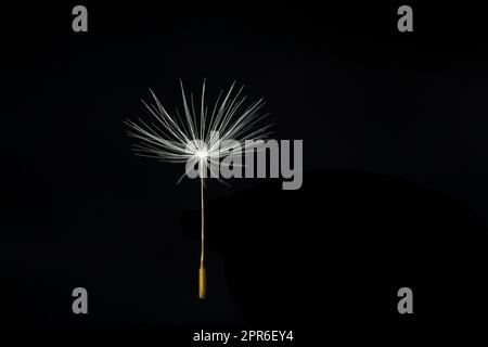 Single Dandelion Seed auf schwarzem Hintergrund Stockfoto