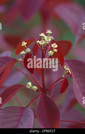 Nahaufnahme von Burgunder Wein karibische Kupferpflanzen Blumen Stockfoto