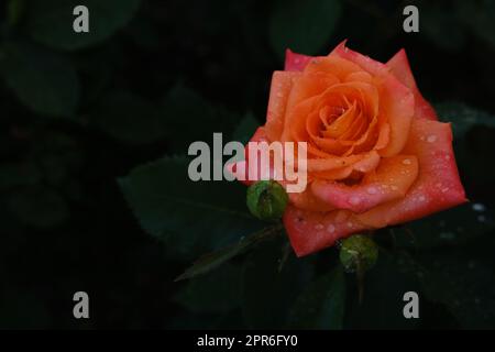 Frische orangefarbene Rose mit Wassertropfen und dunkelgrünen Blättern auf dem Hintergrund Stockfoto