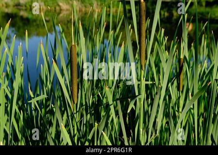 Über dem Wasser hing grünes Schilf, das glitzert und in der Sonne schimmert. Nahaufnahme mit unscharfem Hintergrund. Stockfoto