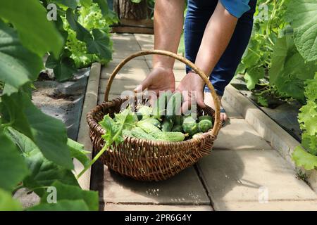 Hände einer Frau mit Korbkorb aus der Nähe. Eine Bäuerin pflückt Gurken. Das Konzept der Ernte in einem Gewächshaus Stockfoto