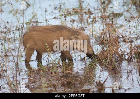 Nolan Warzenschwein Phacochoerus africanus africanus in einer Lagune. Stockfoto