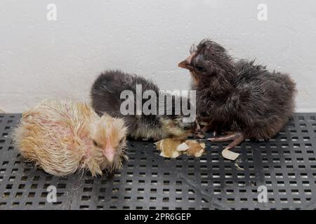 Eine Gruppe süßer, flauschiger Hühnchen, neugeborene Küken in einem Inkubator, Geflügelhaltung und Inkubation. Stockfoto