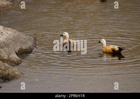 Ein paar schmutzige Shelducks. Stockfoto