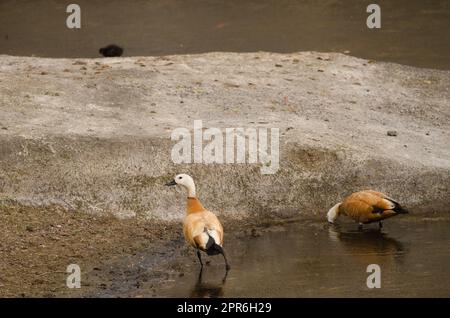 Ein paar schmutzige Shelducks. Stockfoto