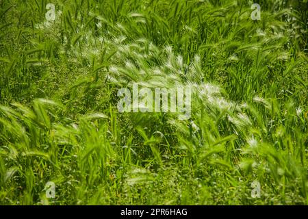 Haarige Pflaume. Eine Art grünes Gras. Stockfoto