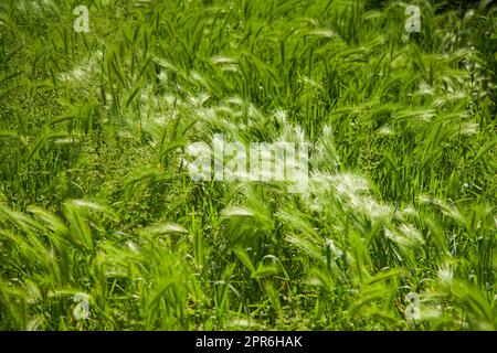 Haarige Pflaume. Eine Art grünes Gras. Stockfoto